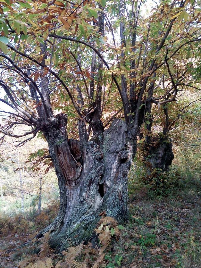 Camugnano Casa Nel Bosco, Appennino Tosco Emiliano 아파트 외부 사진