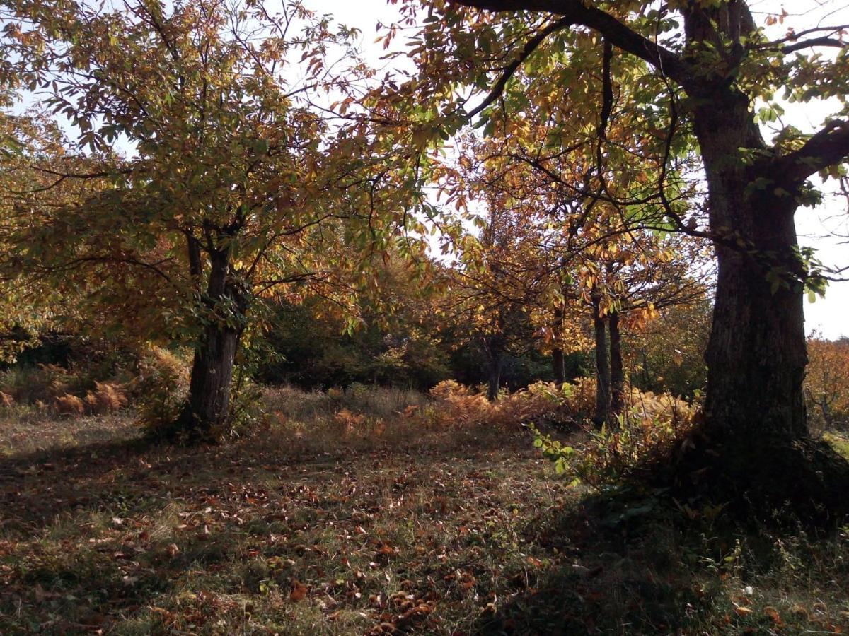 Camugnano Casa Nel Bosco, Appennino Tosco Emiliano 아파트 외부 사진